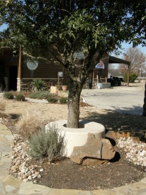 Tree Bench